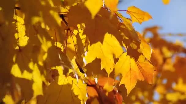 Foglie d'acero in autunno — Video Stock