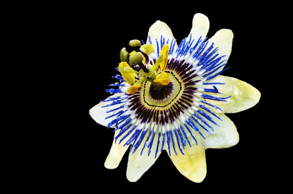 Passion flower — Stock Photo, Image