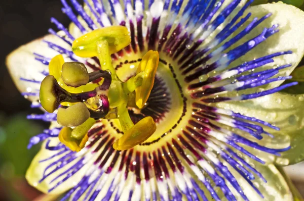 Passiebloem — Stockfoto