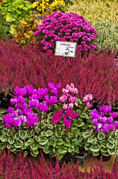 Angebot an Gartenblumen für den Herbst — Stockfoto