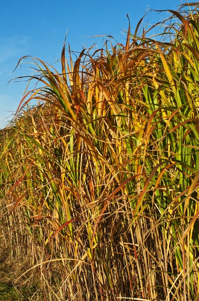 De schakeloptie/gras in gouden avondzon — Stockfoto