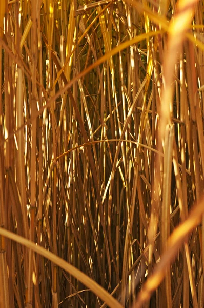 De schakeloptie/gras in gouden avondzon — Stockfoto