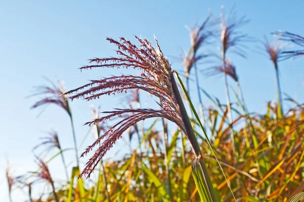 Switch grass with flower — Stock Photo, Image