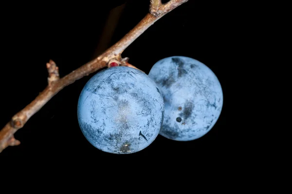 Schlehe, Prunus spinosus — Stockfoto