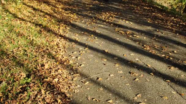 Sombra de un ciclista — Vídeo de stock