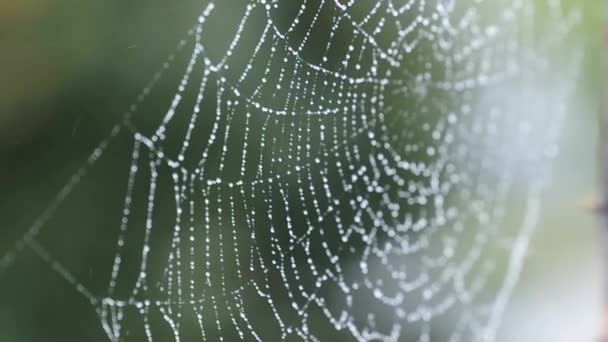 Red de araña — Vídeos de Stock