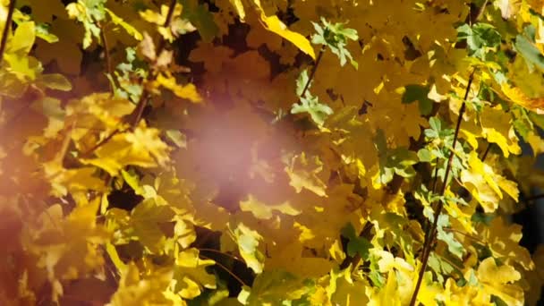 Acero giapponese in colore autunnale — Video Stock