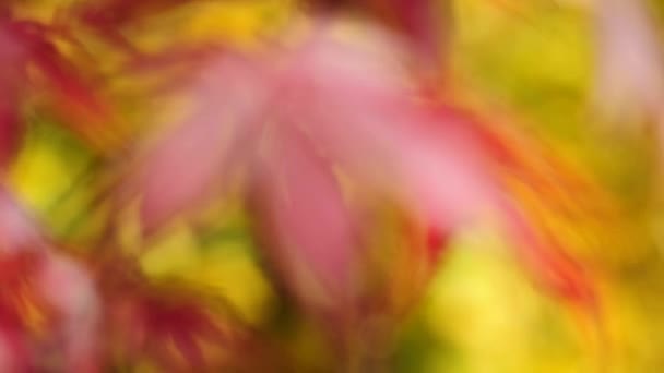 Japanese maple in autumnal color — Stock Video