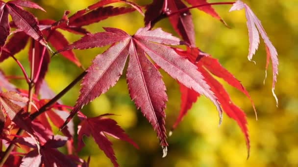 Japanese maple in autumnal color — Stock Video