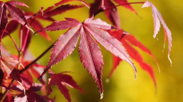 Japanischer Ahorn in herbstlicher Farbe — Stockvideo