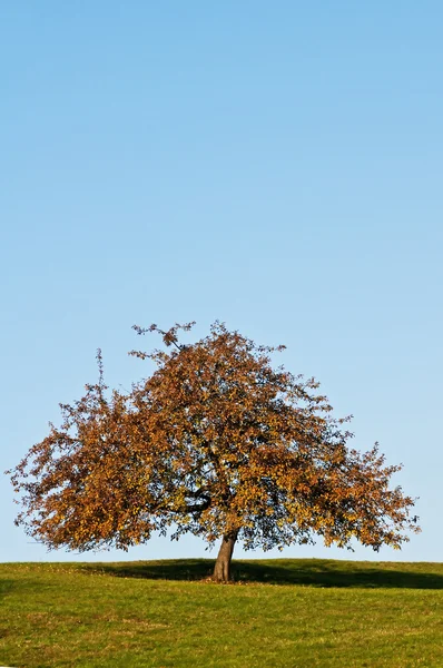 Baum im herbstlichen Licht — Stockfoto