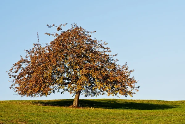 Tree in autumnal light — Stock Photo, Image