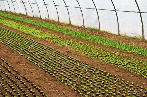 Växthusgaser med plantor — Stockfoto