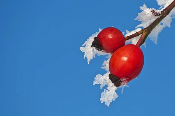 Hagebutte mit Eiskristallen — Stockfoto