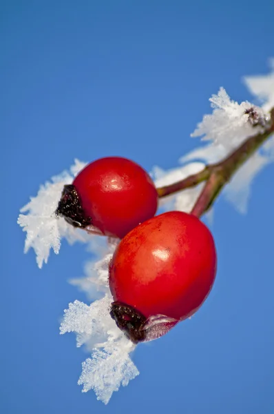 Rose hip with ice crystals — Stock Photo, Image