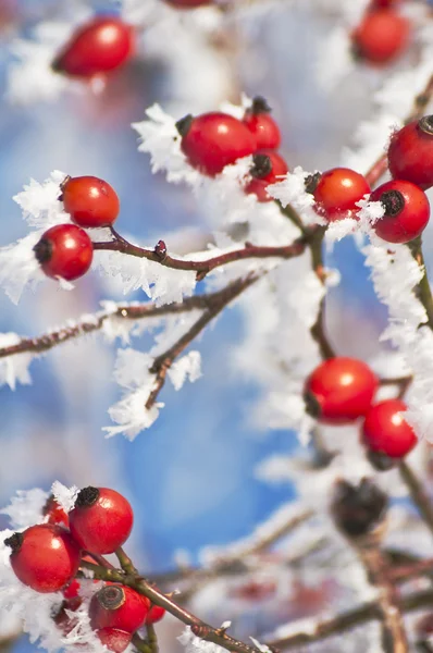 Hagebutte mit Eiskristallen — Stockfoto