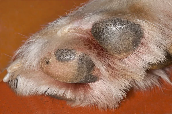 Dog paw — Stock Photo, Image