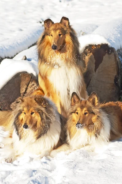 Collie cães na neve — Fotografia de Stock