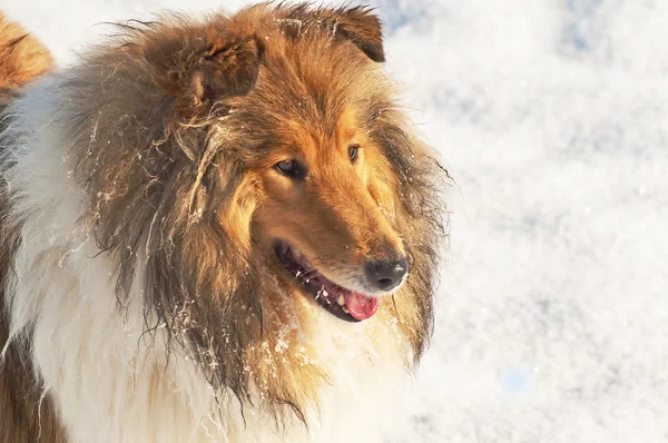 雪の中でコリー犬 — ストック写真