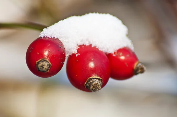 Hagebutte mit Schneehut — Stockfoto