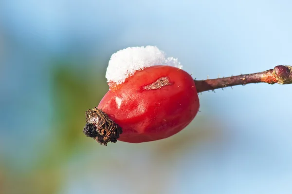 Hanche rose avec chapeau de neige — Photo