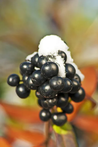 Privet berries with snow hat — Stock Photo, Image