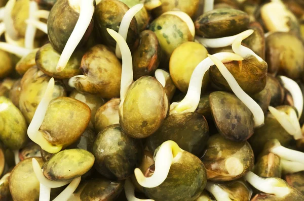 렌즈콩 콩나물 — 스톡 사진
