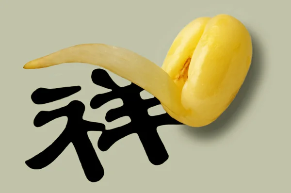 Soybean sprout — Stock Photo, Image