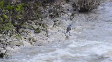 gri balıkçıl, bir dere ile kar eritmek