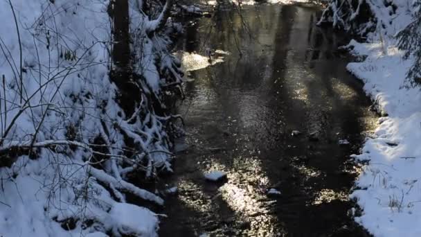 Creek en invierno — Vídeo de stock