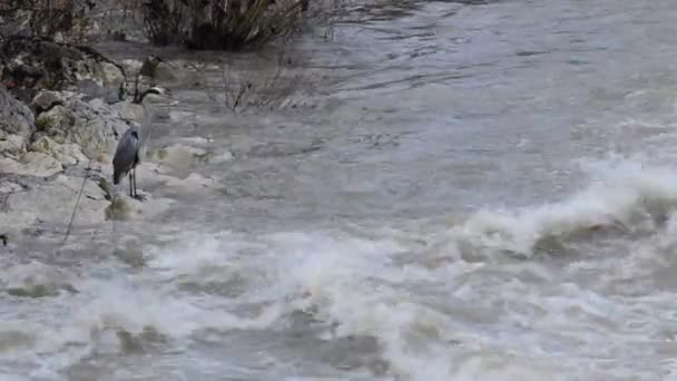 Grey heron at a creek with snow melt — Stock Video