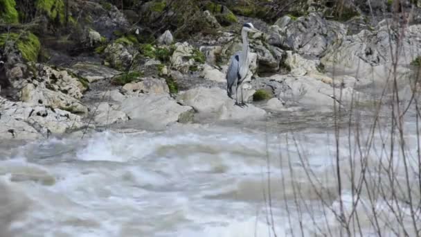 Garça cinzenta em um riacho com neve derreter — Vídeo de Stock