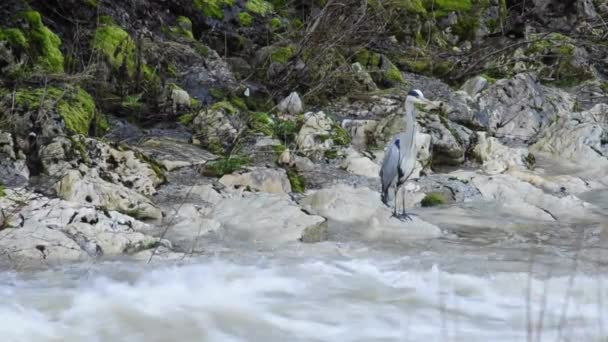 Grey heron at a creek with snow melt — Stock Video