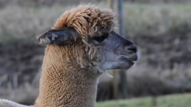 Close-up van een bruin alpaca op zoek naar de camera — Stockvideo