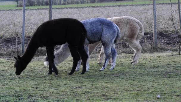 Alpaca's grazen op een weide — Stockvideo