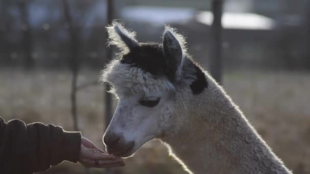 Alpaca eats out of a hand — Stock Video