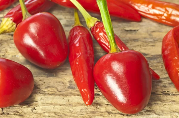 Cascabel chili — Stock Photo, Image