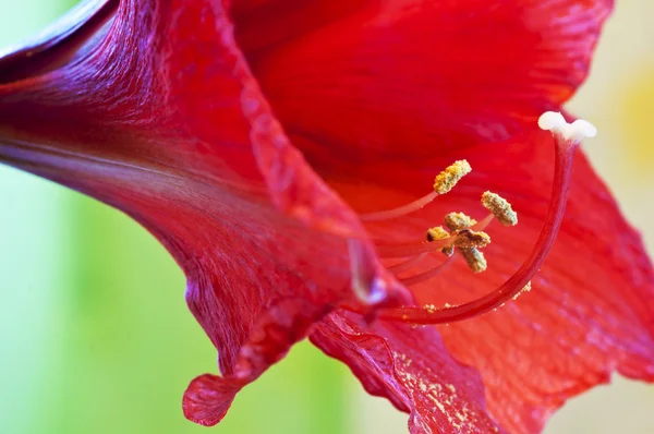 Amaryllis — Stockfoto