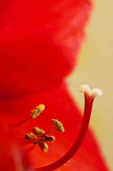 彼岸花の雌しべ — ストック写真