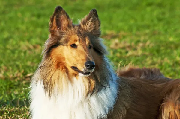 Amerikai, igaz fajtájú collie — Stock Fotó