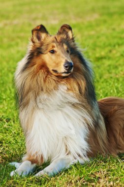 Collie köpek