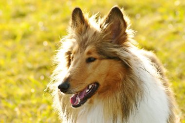 Amerikan truebred collie köpek