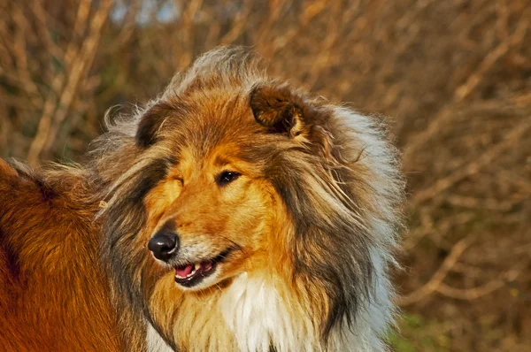 Collie ! — Photo