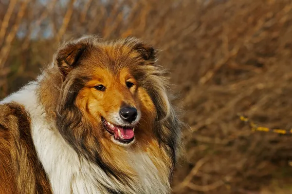 Collie. — Foto Stock