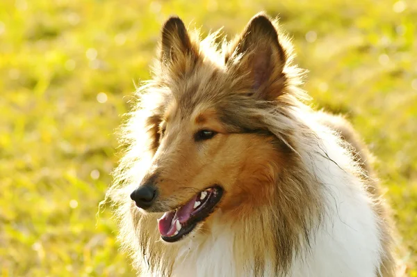 Americký truebred kolie pes — Stock fotografie