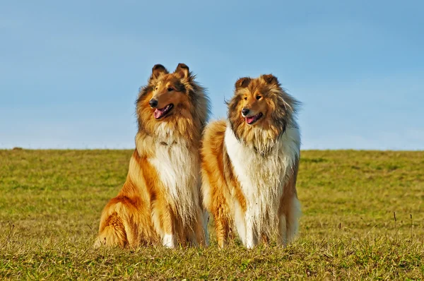 American and britisch collie dogs — Stock Photo, Image