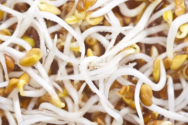 Alfalfa-sprouts — Stock Photo, Image