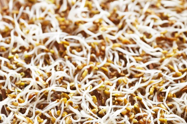 Alfalfa-sprouts — Stock Photo, Image