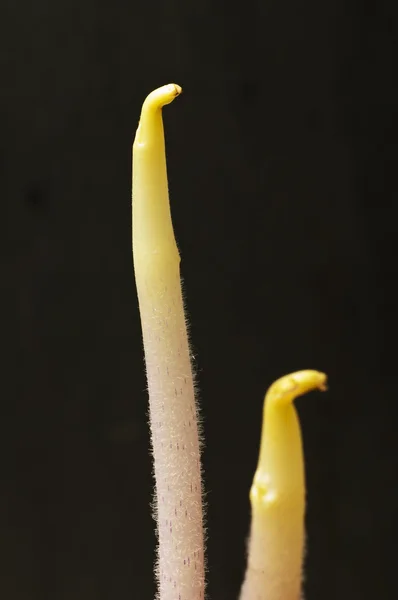 Tiros de batata — Fotografia de Stock