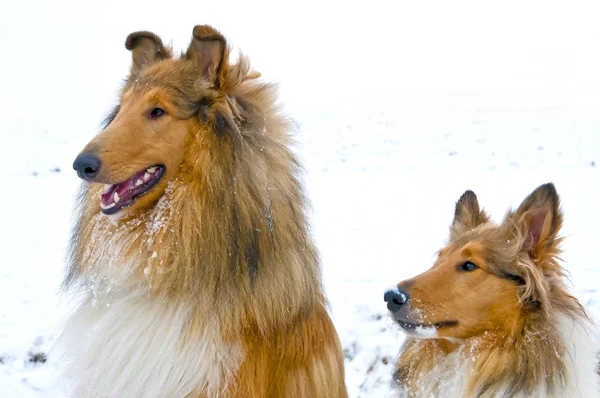 Ποιμενικού σκύλου σκύλων στο χιόνι — Φωτογραφία Αρχείου